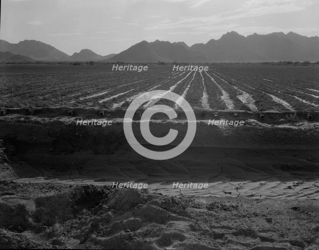Irrigated fields of Acala cotton seventy miles from Phoenix, Arizona, 1937. Creator: Dorothea Lange.