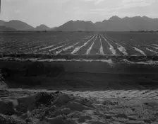 Irrigated fields of Acala cotton seventy miles from Phoenix, Arizona, 1937. Creator: Dorothea Lange