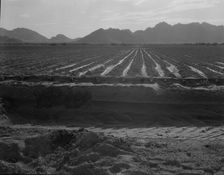 Irrigated fields of Acala cotton seventy miles from Phoenix, Arizona, 1937. Creator: Dorothea Lange