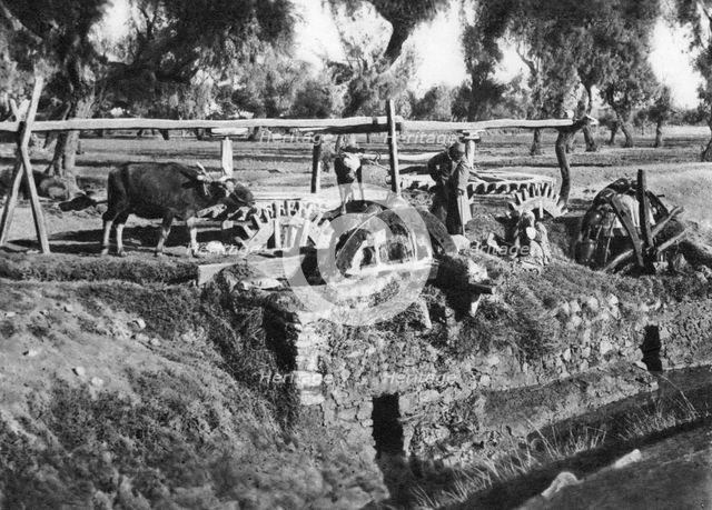 Irrigating fields near Cairo, Egypt, c1920s. Artist: Unknown