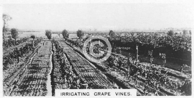 Irrigating grape vines, Australia, 1928. Artist: Unknown