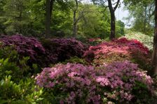 Isabella Plantation, Richmond Park, Richmond, Surrey, England, UK, 14/5/10. Creator: Ethel Davies