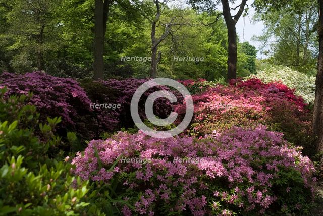Isabella Plantation, Richmond Park, Richmond, Surrey, England, UK, 14/5/10.  Creator: Ethel Davies.