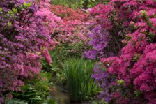 Isabella Plantation, Richmond Park, Richmond, Surrey, England, UK, 14/5/10. Creator: Ethel Davies