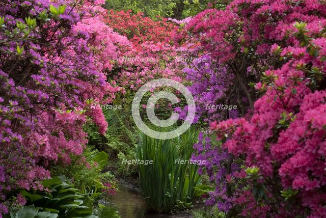Isabella Plantation, Richmond Park, Richmond, Surrey, England, UK, 14/5/10.  Creator: Ethel Davies.