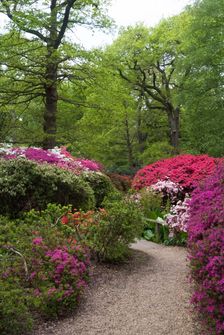 Isabella Plantation, Richmond Park, Richmond, Surrey, England, UK, 14/5/10. Creator: Ethel Davies