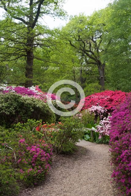 Isabella Plantation, Richmond Park, Richmond, Surrey, England, UK, 14/5/10.  Creator: Ethel Davies.