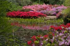 Isabella Plantation, Richmond Park, Richmond, Surrey, England, UK, 14/5/10. Creator: Ethel Davies