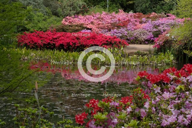 Isabella Plantation, Richmond Park, Richmond, Surrey, England, UK, 14/5/10.  Creator: Ethel Davies.