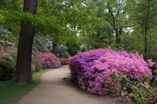 Isabella Plantation, Richmond Park, Richmond, Surrey, England, UK, 14/5/10. Creator: Ethel Davies