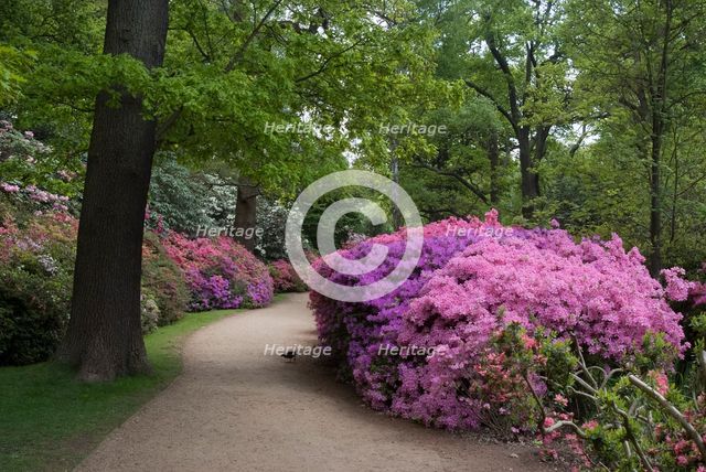 Isabella Plantation, Richmond Park, Richmond, Surrey, England, UK, 14/5/10.  Creator: Ethel Davies.