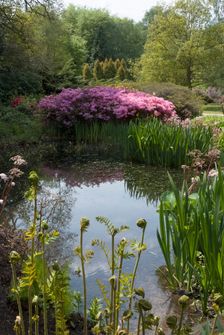 Isabella Plantation, Richmond Park, Richmond, Surrey, England, UK, 14/5/10. Creator: Ethel Davies