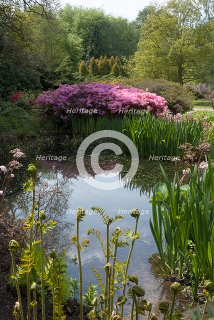Isabella Plantation, Richmond Park, Richmond, Surrey, England, UK, 14/5/10.  Creator: Ethel Davies.