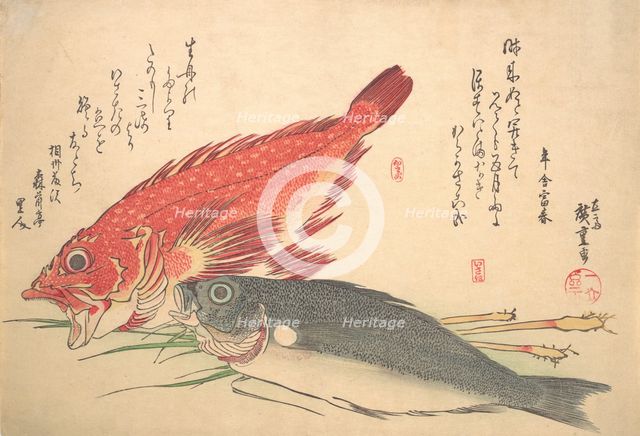 Isaki and Kasago Fish, from the series Uozukushi (Every Variety of Fish), 1830s., 1830s. Creator: Ando Hiroshige.