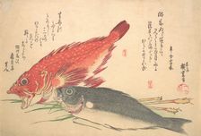 Isaki and Kasago Fish, from the series Uozukushi (Every Variety of Fish), 1830s., 1830s. Creator: Ando Hiroshige
