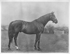 Isinglass (bay) 1890-1911, (1911)