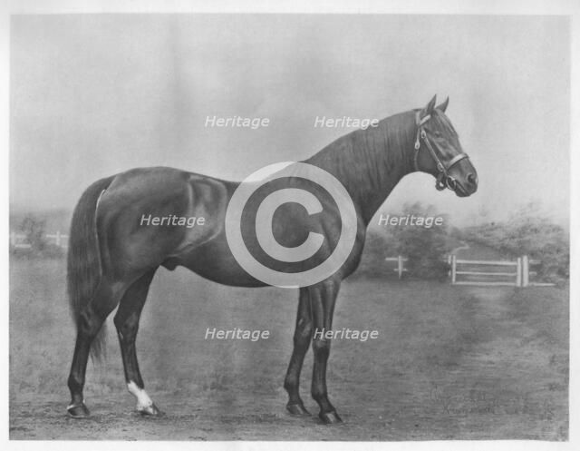 'Isinglass (bay)', 1890-1911, (1911). Artist: Unknown.