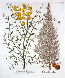 Italian Cypress and Spanish Broom, from Hortus Eystettensis by Basil Besler (1561-1629), pub. 161