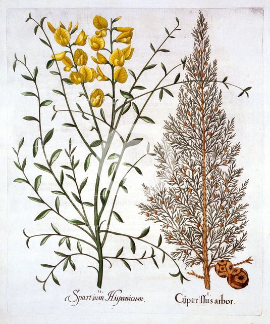 Italian Cypress and Spanish Broom, from 'Hortus Eystettensis', by Basil Besler (1561-1629), pub. 161