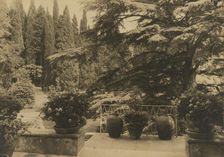 Italy, Villa Bel Riposo, Fiesole i.e. San Domenico, "Cedars of Lebanon" , 1925. Creator: Frances Benjamin Johnston