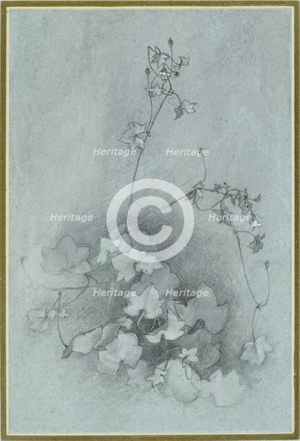 Ivy-Leaved Toadflax ('Oxford Ivy'), 1852. Artist: John Ruskin.