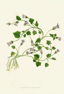 Ivy-Leaved Bellflower c1891, (1891). Artist: Anne Pratt