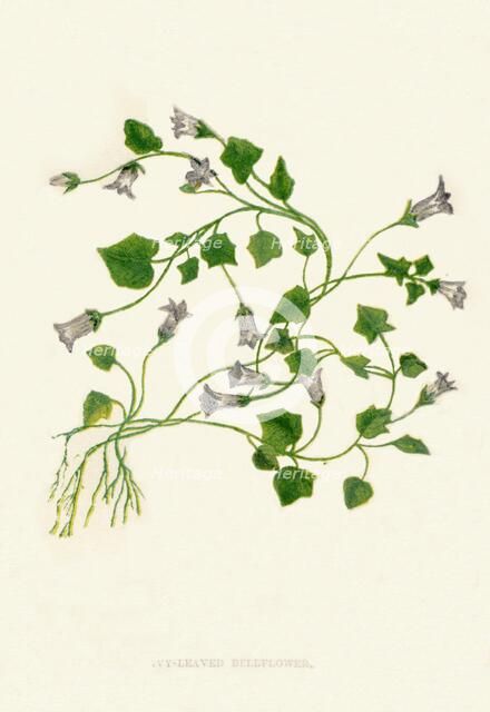 'Ivy-Leaved Bellflower', c1891, (1891). Artist: Anne Pratt.