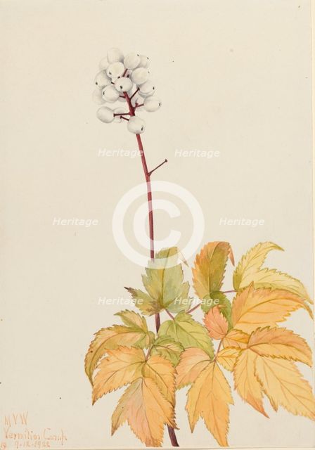 Ivory Baneberry (Actaea arguta), 1922. Creator: Mary Vaux Walcott.