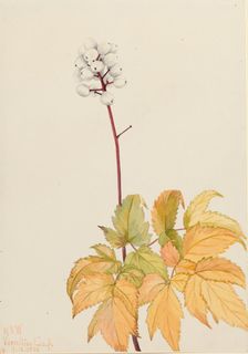 Ivory Baneberry (Actaea arguta), 1922. Creator: Mary Vaux Walcott