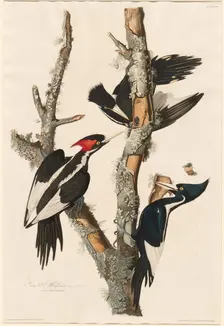 Ivory-billed Woodpecker, 1829. Creator: Robert Havell