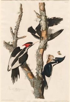 Ivory-billed Woodpecker, 1829. Creator: Robert Havell
