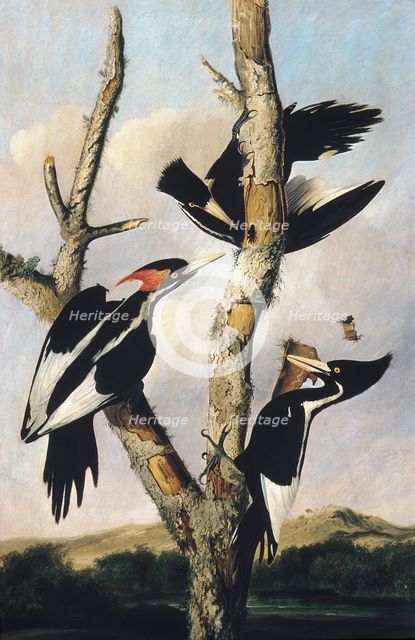 Ivory-billed Woodpeckers, ca. 1830-31. Creator: Joseph Bartholomew Kidd.