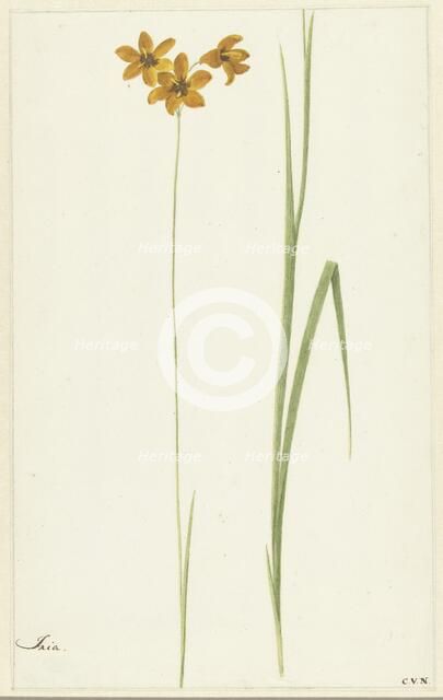 Ixia, 1741-1795. Creator: Cornelis van Noorde.