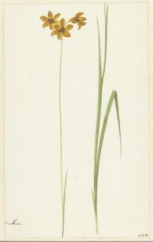 Ixia, 1741-1795. Creator: Cornelis van Noorde