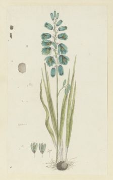 Ixia viridiflora Lam. (Turquoise ixia), 1777-1786. Creator: Robert Jacob Gordon