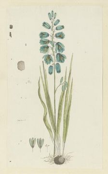 Ixia viridiflora Lam. (Turquoise ixia), 1777-1786. Creator: Robert Jacob Gordon