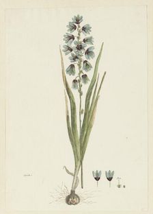 Ixia viridiflora lamb., 1777-1786. Creator: Robert Jacob Gordon