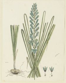 Ixia viridiflora Larn. (Turqoise ixia), 1777-1786. Creator: Robert Jacob Gordon