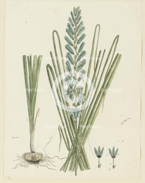 Ixia viridiflora Larn. (Turqoise ixia), 1777-1786. Creator: Robert Jacob Gordon.