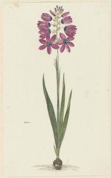 Ixia lutea eckkl. var. Ovata., 1777-1786. Creator: Robert Jacob Gordon