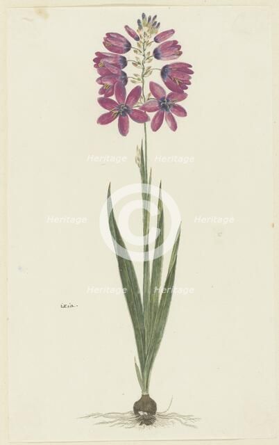 Ixia lutea eckkl. var. Ovata., 1777-1786. Creator: Robert Jacob Gordon.
