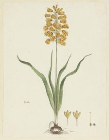 Ixia odorata Ker. Gawl., 1777-1786. Creator: Robert Jacob Gordon