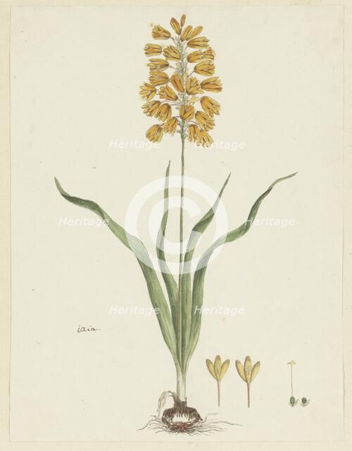 Ixia odorata Ker. Gawl., 1777-1786. Creator: Robert Jacob Gordon.