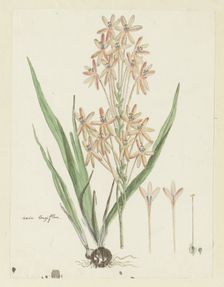 Ixia paniculata D.Delaroche, 1777-1786. Creator: Robert Jacob Gordon
