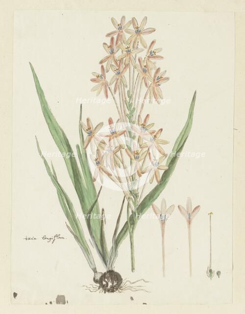 Ixia paniculata D.Delaroche, 1777-1786. Creator: Robert Jacob Gordon.
