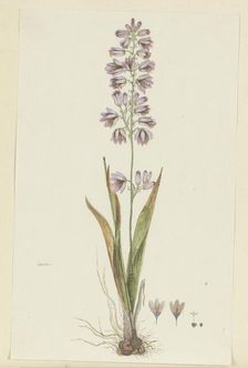 Ixia polystachya L. (Cornlily), 1777-1786. Creator: Robert Jacob Gordon
