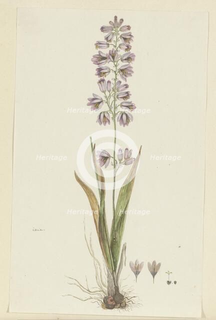 Ixia polystachya L. (Cornlily), 1777-1786. Creator: Robert Jacob Gordon.