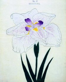 Izumi-Gawa, No 37