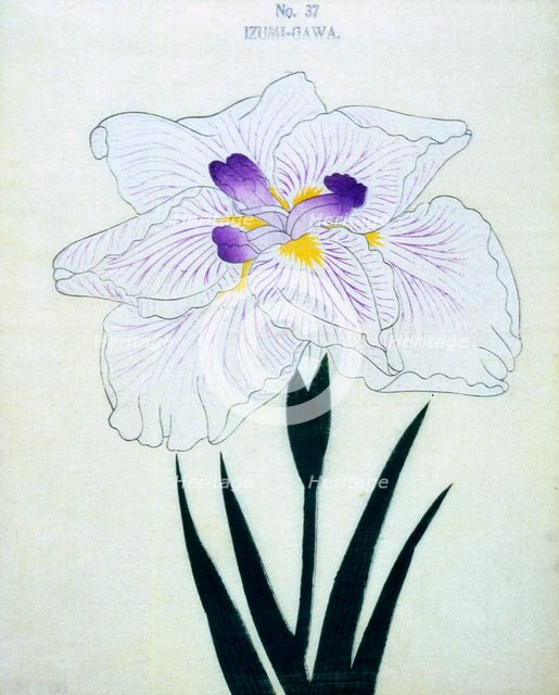 Izumi-Gawa, No 37.