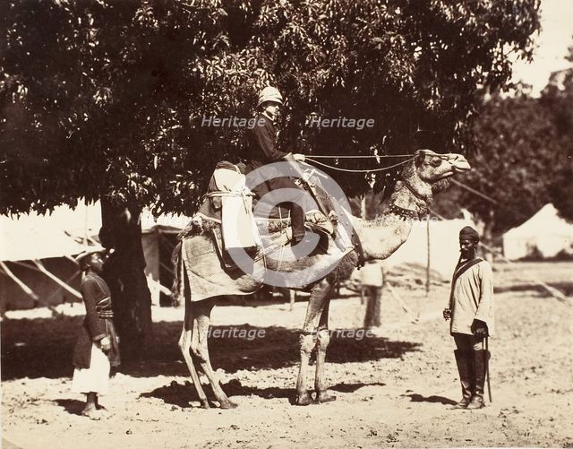 J.C.S. on a Riding Camel, 1858-61. Creator: Unknown.